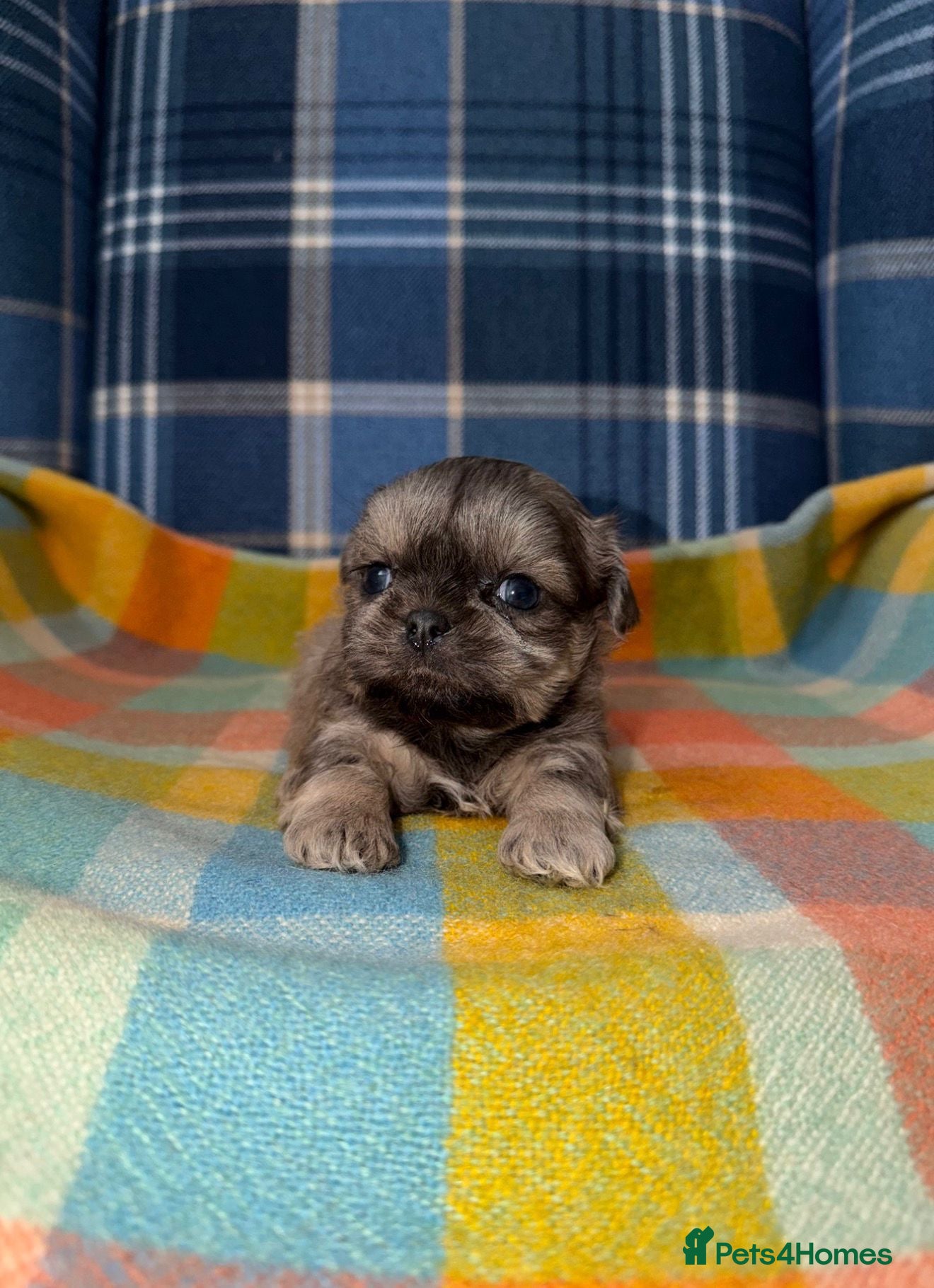 Shih Tzu dogs 💜🩷💙Stunning KC Shih Tzu Puppies💜🩵🩷 - Advert 1