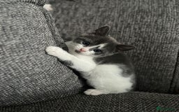 Domestic Shorthair cats for sale: 8 week old kittens - Image 4