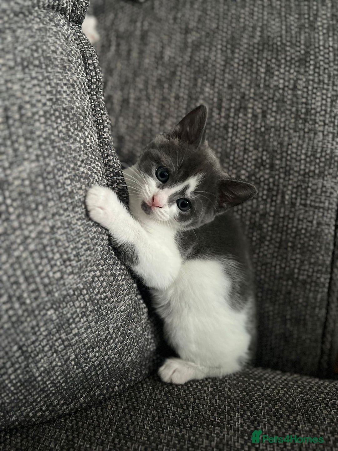 Domestic Shorthair cats for sale: 8 week old kittens - Image 4