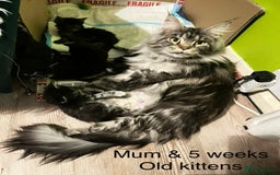 Maine Coon cats for sale: XXL  Ready Now TICA pure bread Maine Coon Kittens  - Image 36