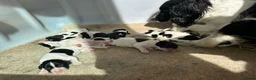 English Springer Spaniel dogs for stud: Wessexmac's King Kobe at Stud - Advert 12