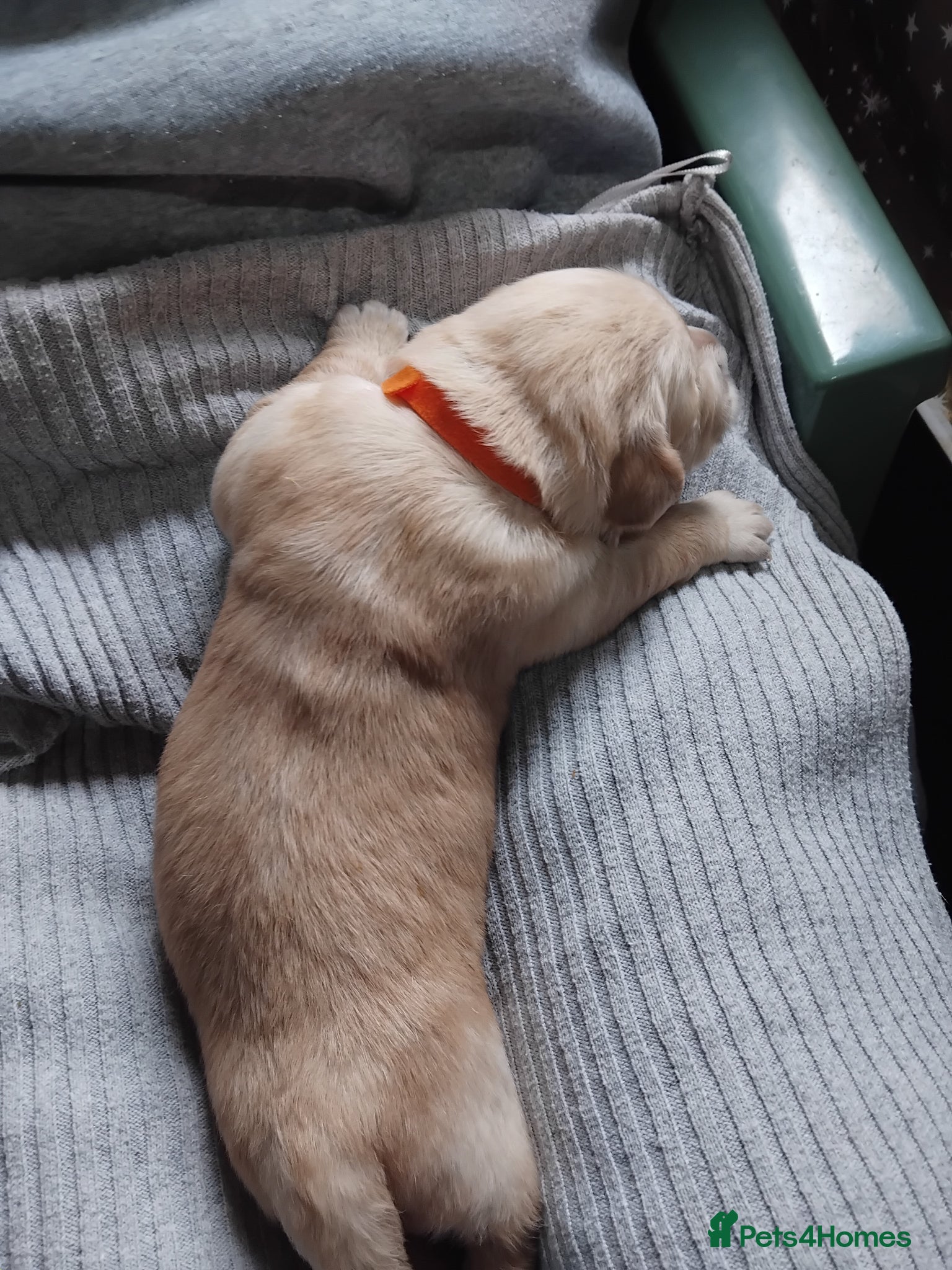 Golden Retriever dogs for sale: 7 beautiful golden retriever babies - Advert 3