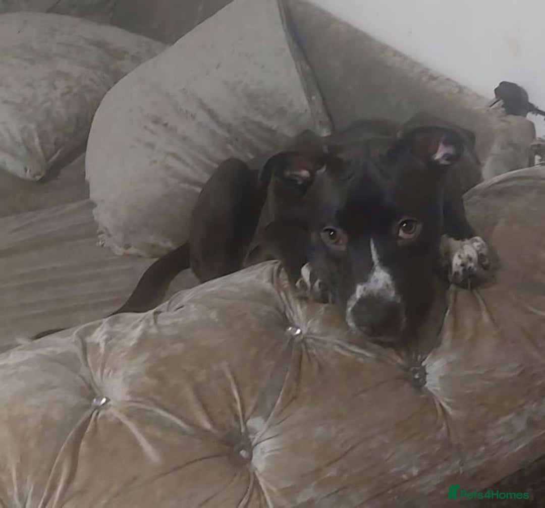 Mixed Breed dogs for sale: Cane corso x male pup - Advert 3