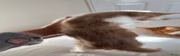 Mixed Breed cats for sale: 3 cute kittens, 2 months old, seeking loving homes - Advert 3
