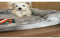 West Highland Terrier dogs for sale: Beautiful west highland terriers puppys - Image 15