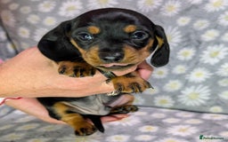 Miniature Dachshund dogs for sale: Mini Dachshund Puppies, Gorgeous Colours & Coats - Image 6