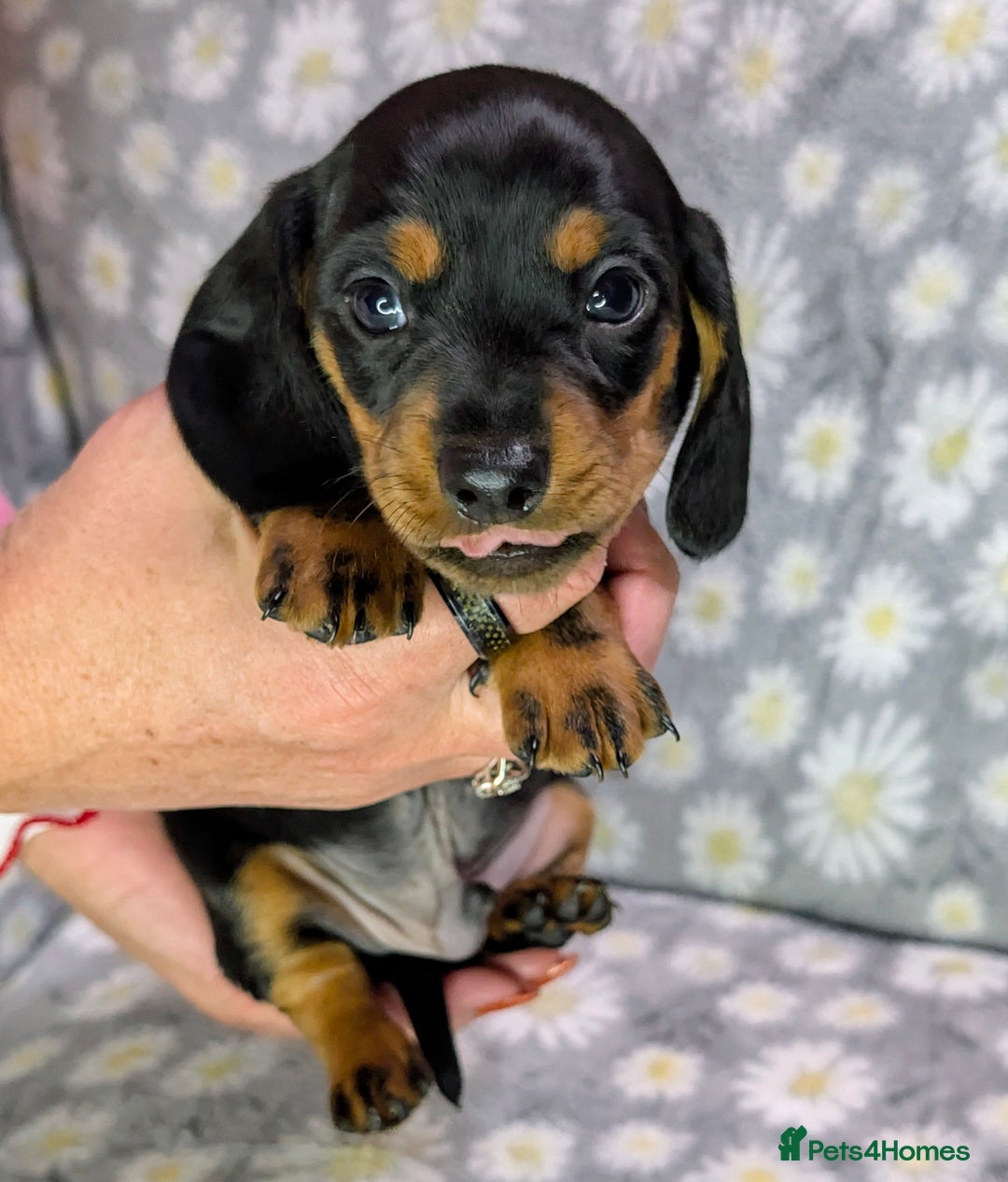 Miniature Dachshund dogs for sale: Mini Dachshund Puppies, Gorgeous Colours & Coats - Image 6