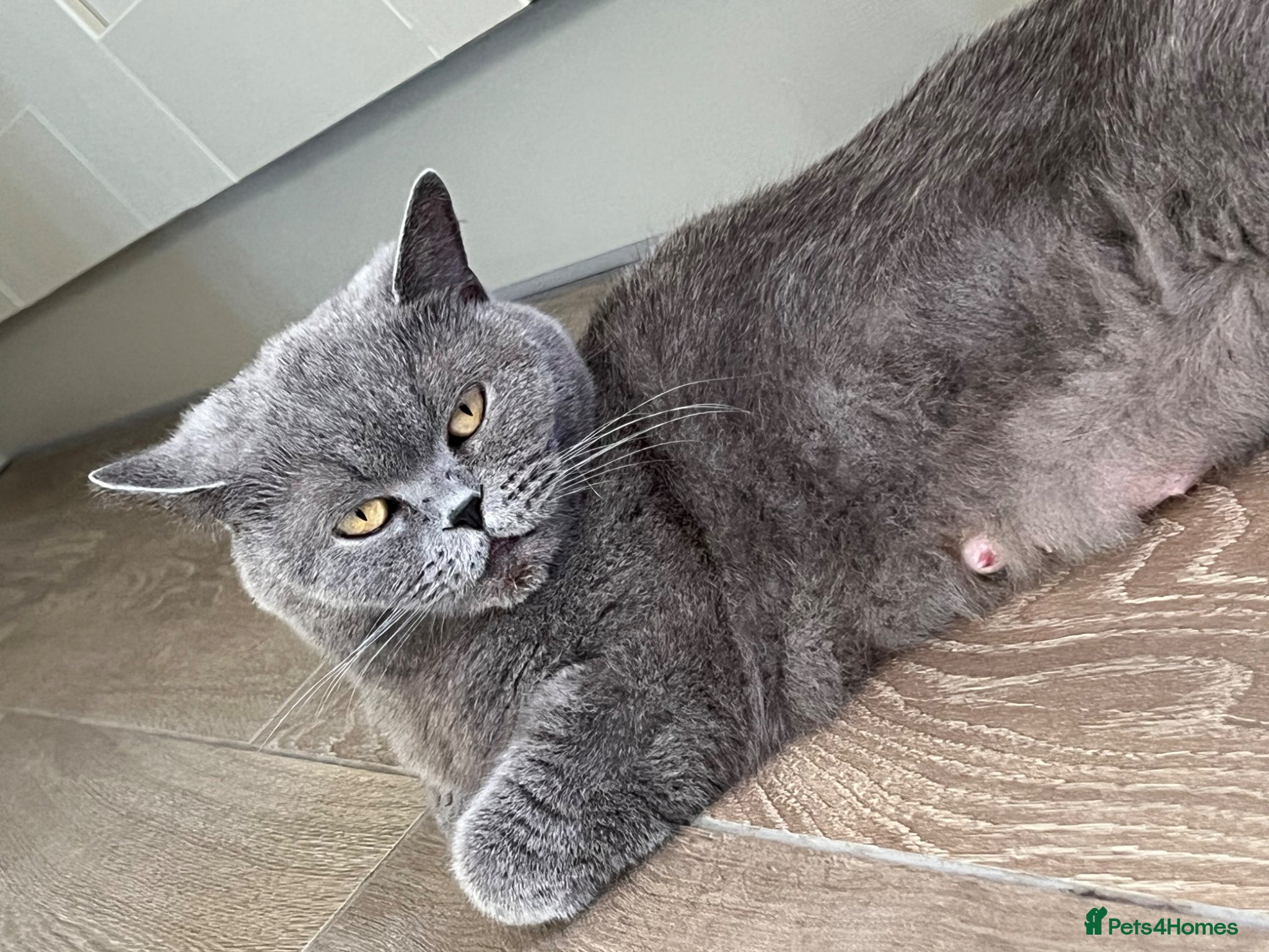 British Shorthair cats Beautiful BSH kittens  - Advert 4