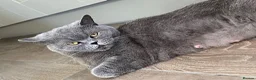 British Shorthair cats for sale: Beautiful BSH kittens  in Market Drayton - Advert 1