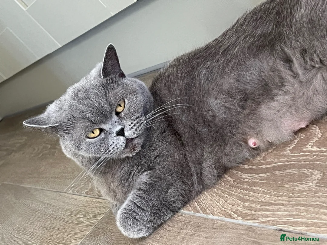 British Shorthair cats for sale: Beautiful BSH kittens  in Market Drayton - Advert 1