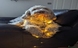 Italian Spinone dogs for sale: ITALIAN SPINONE WAITING LIST OPEN -DUE OCT - Image 4
