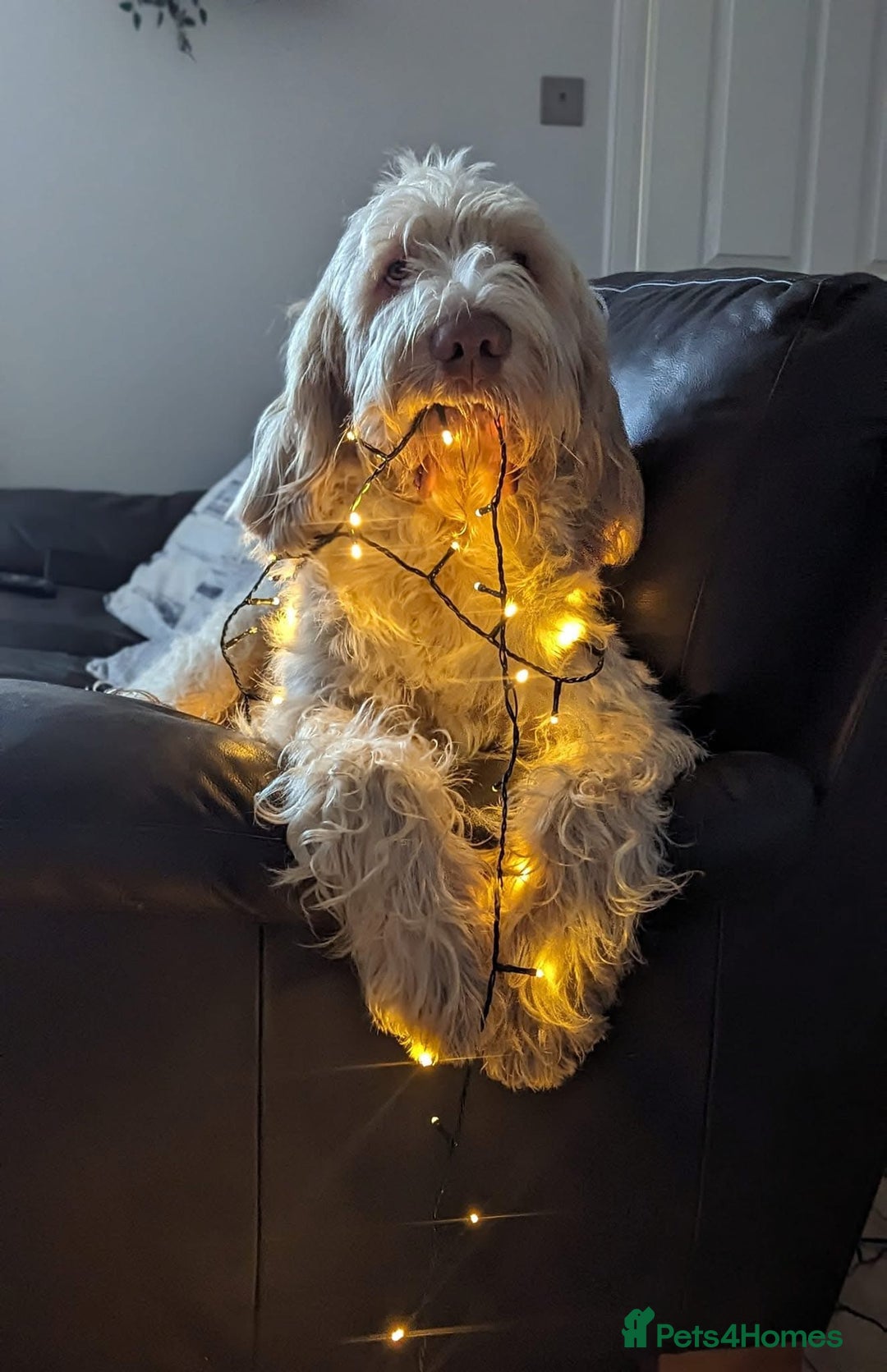Italian Spinone dogs for sale: ITALIAN SPINONE WAITING LIST OPEN -DUE OCT - Image 4