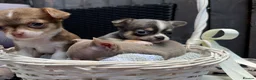 Chihuahua dogs for sale: 🐶Tiny exquisite RARE blue, Lilac & Chocolate Tri  - Advert 39