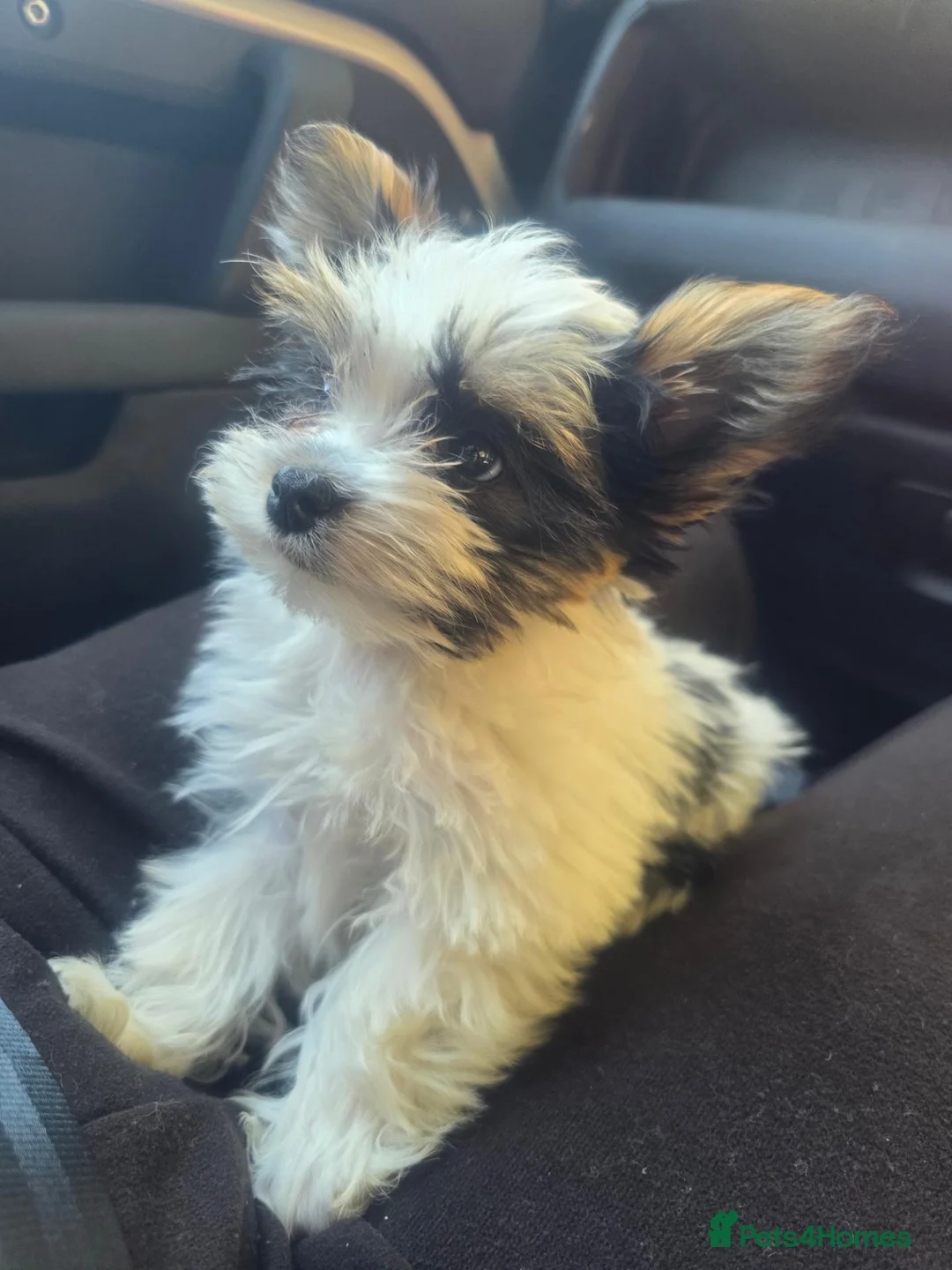Biewer Terrier dogs for sale: Biewer terrier 14 weeks - Advert 1