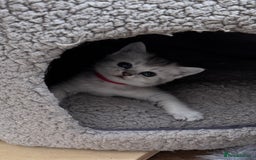 British Shorthair cats for sale: British shorthair x kittens for sale - Image 2