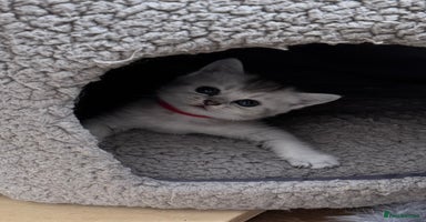 British Shorthair cats - Advert 6