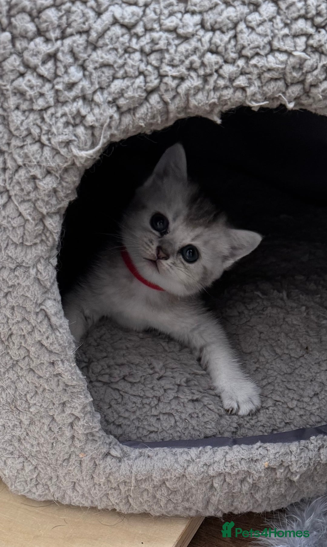 British Shorthair cats for sale: British shorthair x kittens for sale - Image 2
