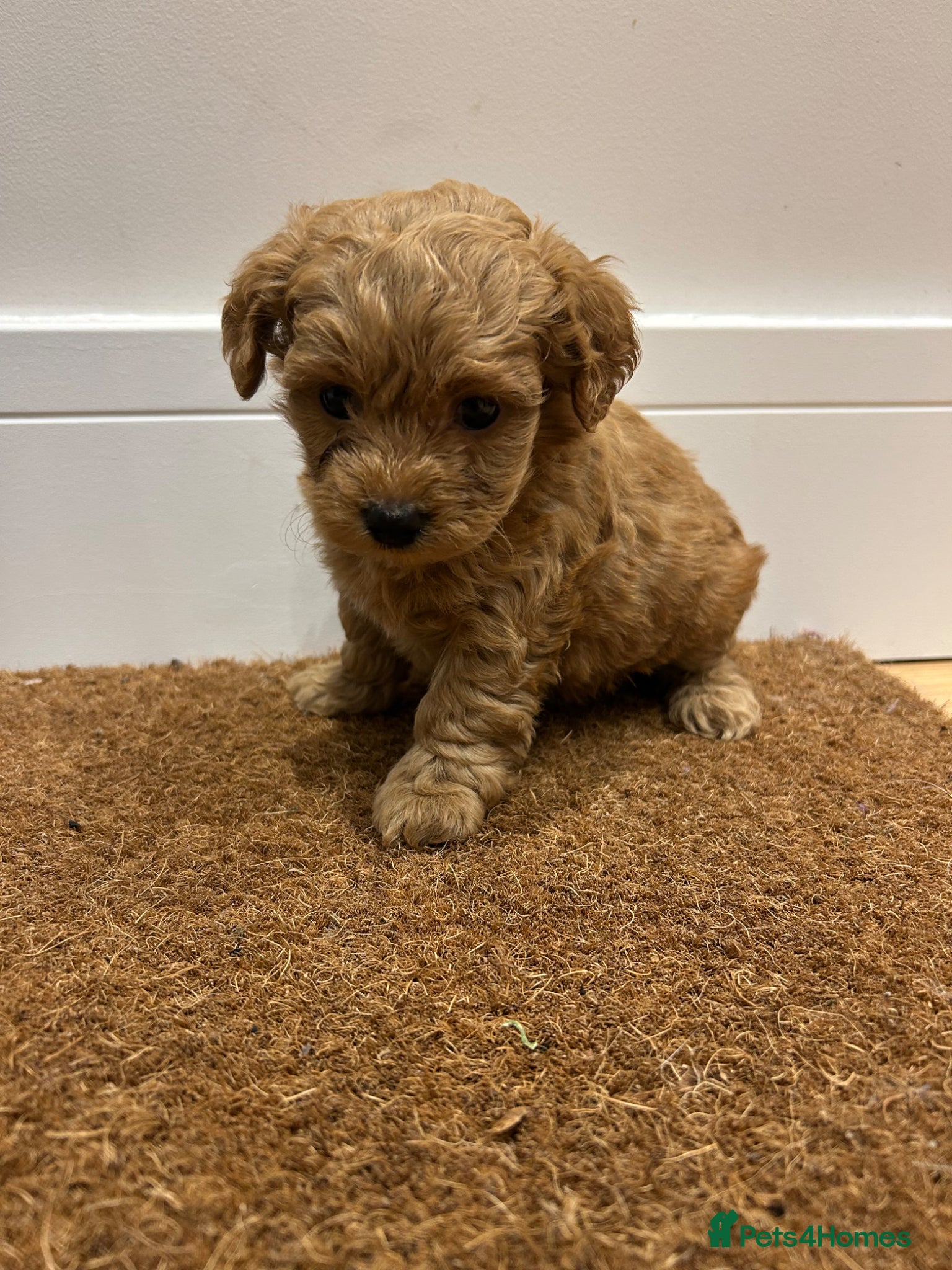 Maltipoo dogs ✨ Tiny Asian F1B Maltipoo Puppies ✨ - Advert 13