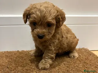 Maltipoo dogs ✨ Tiny Asian F1B Maltipoo Puppies ✨ - Advert 5