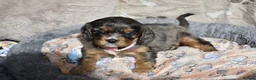 Cavalier King Charles Spaniel dogs for sale: Health Tested Parents-beautiful puppies - Advert 13