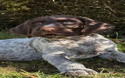 German Wirehaired Pointer dogs for sale: Beautiful GWP Pups For Sale Bred For Their Nature - Image 1