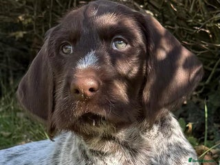 German Wirehaired Pointer dogs - Advert 2