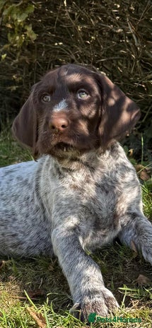 German Wirehaired Pointer dogs - Advert 1