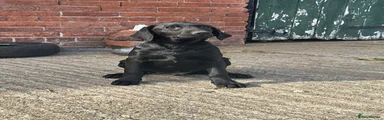 Labrador Retriever 2