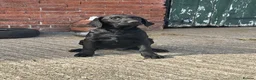 Labrador Retriever dogs for sale: OUTSTANDING LITTER OF BLACK & YELLOW PUPPIES - Advert 11