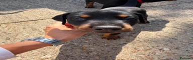 Dobermann 6