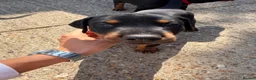 Dobermann dogs for sale: KC Registered Doberman Puppies 🐾 - Advert 7