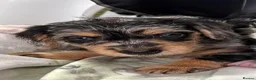 Mixed Breed dogs for sale: DOXIEPOO HEALTH TESTED PARENTS  - Advert 4