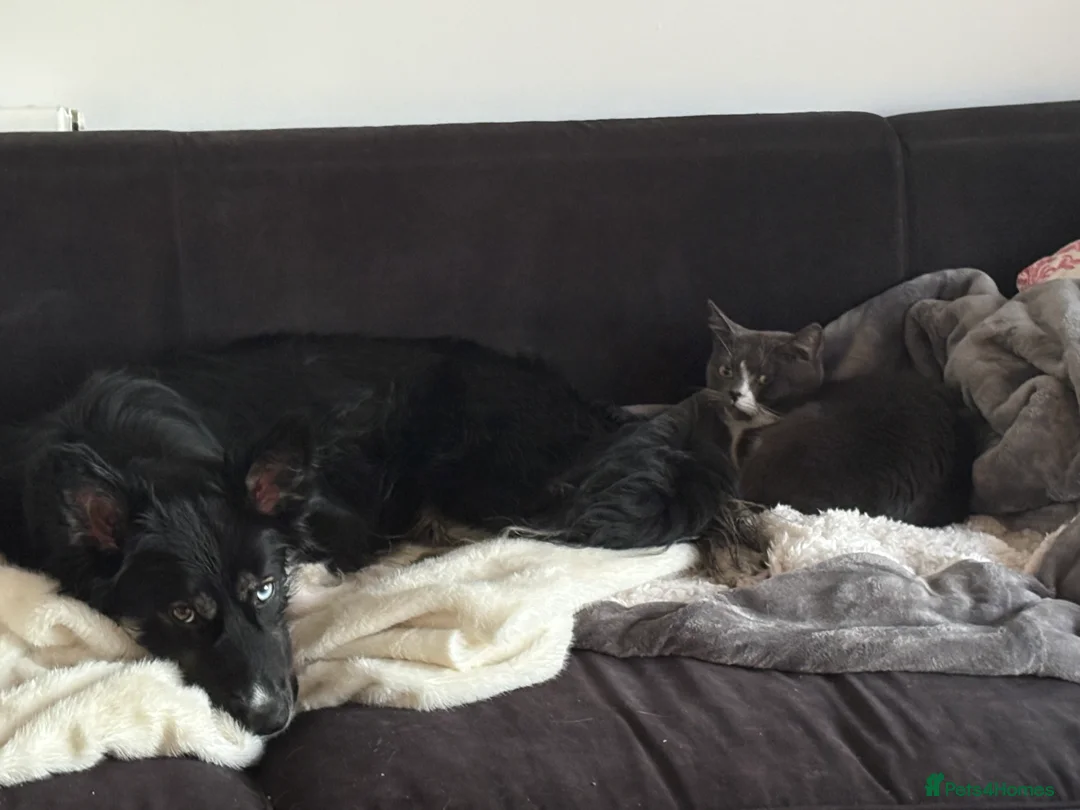 Mixed Breed cats for sale: Grey male cat - Advert 3