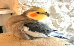 Cockatiels birds for sale: Pair of bonded male cockatiels hand reared tame - Image 2