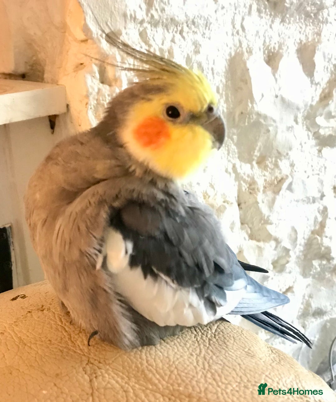 Cockatiels birds for sale: Pair of bonded male cockatiels hand reared tame - Image 2