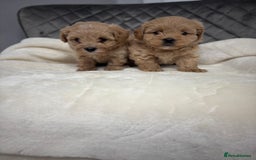 Maltipoo dogs for sale: F1 maltipoo puppies  - Image 10