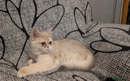 British Shorthair cats for sale: Little funny adorable girl  - Image 4