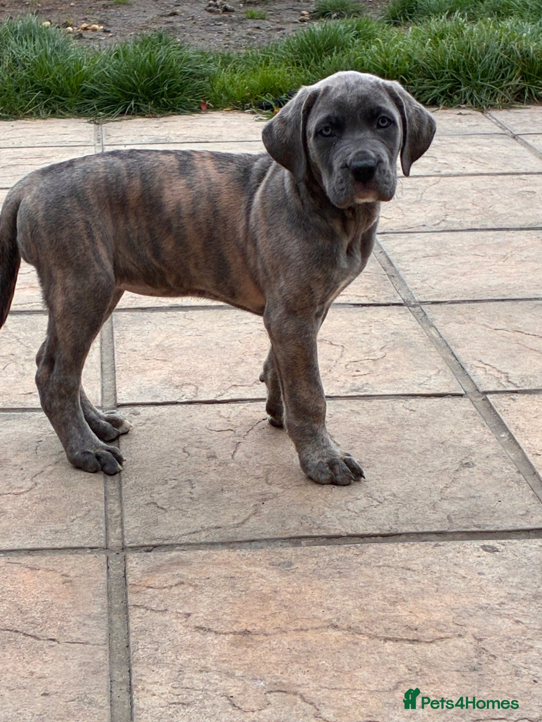 Cane Corso dogs for sale: 2 beautiful cane corso  - Advert 2