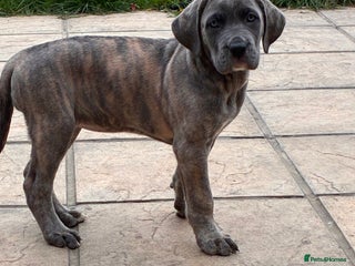 Cane Corso dogs 1 beautiful cane corso - Advert 1
