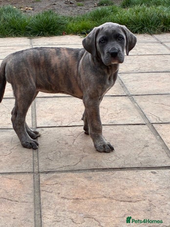 Cane Corso dogs 1 beautiful cane corso - Advert 2