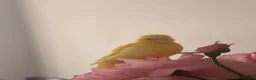 Canaries birds for sale: Adult and hand reared young canaries - Advert 8