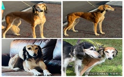 Saluki dogs for sale: Beautiful Saluki (new updated photos)  - Image 15