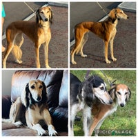 Saluki dogs - Advert 2