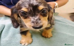 Miniature Dachshund dogs for sale: Charming Miniature Dachshund Puppies   - Image 4