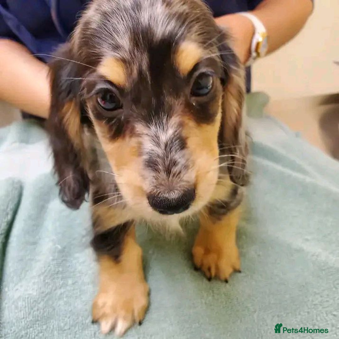 Miniature Dachshund dogs for sale: Charming Miniature Dachshund Puppies   - Image 4