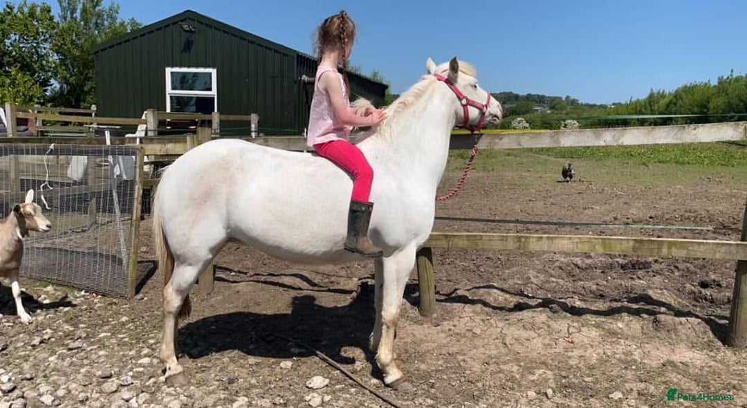 Riding pony horses for sale: For Sale Kids Lead Rein Pony! Safe and Bombproof - Advert 2