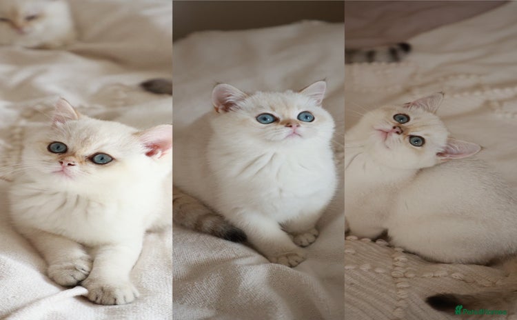 British Shorthair cats in Bedford - Advert 1