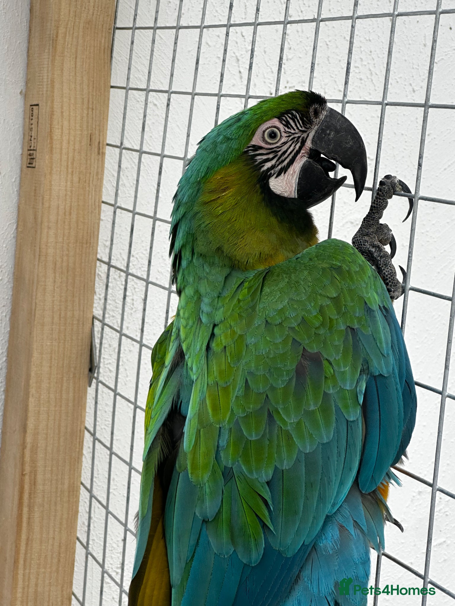 Parrots birds for sale: Rare stunning hybrid milligold macaw   in Harrow - Advert 3