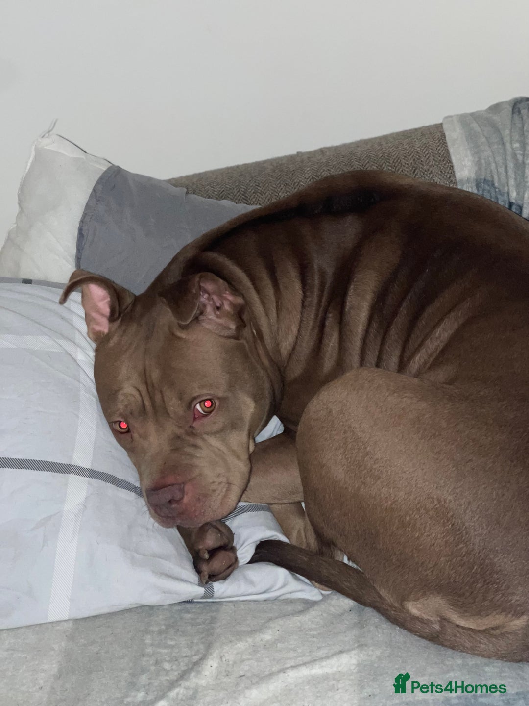 Mixed Breed dogs for sale: American bully/Pit x Rhodesian Ridgeback  - Advert 4