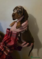 Miniature Dachshund dogs - Advert 7